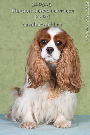 BRAITLAIT OF MOSKOU BABY COME TO BELWORTH.jpg